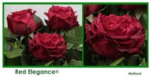 ROSE RED ELEGANCE 40